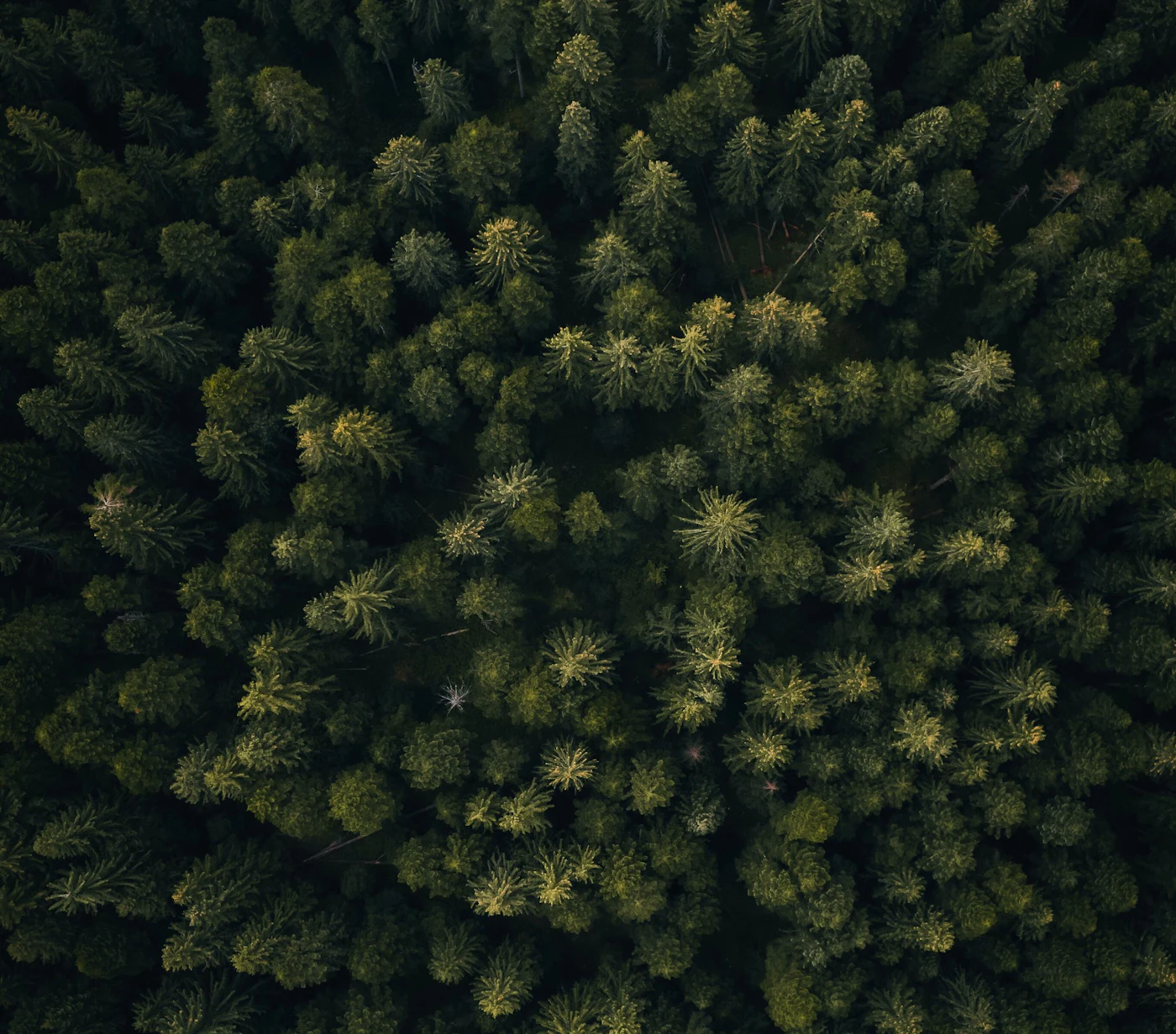 Dejan zakic 7 N9 Ee D Pi Ot Q unsplash