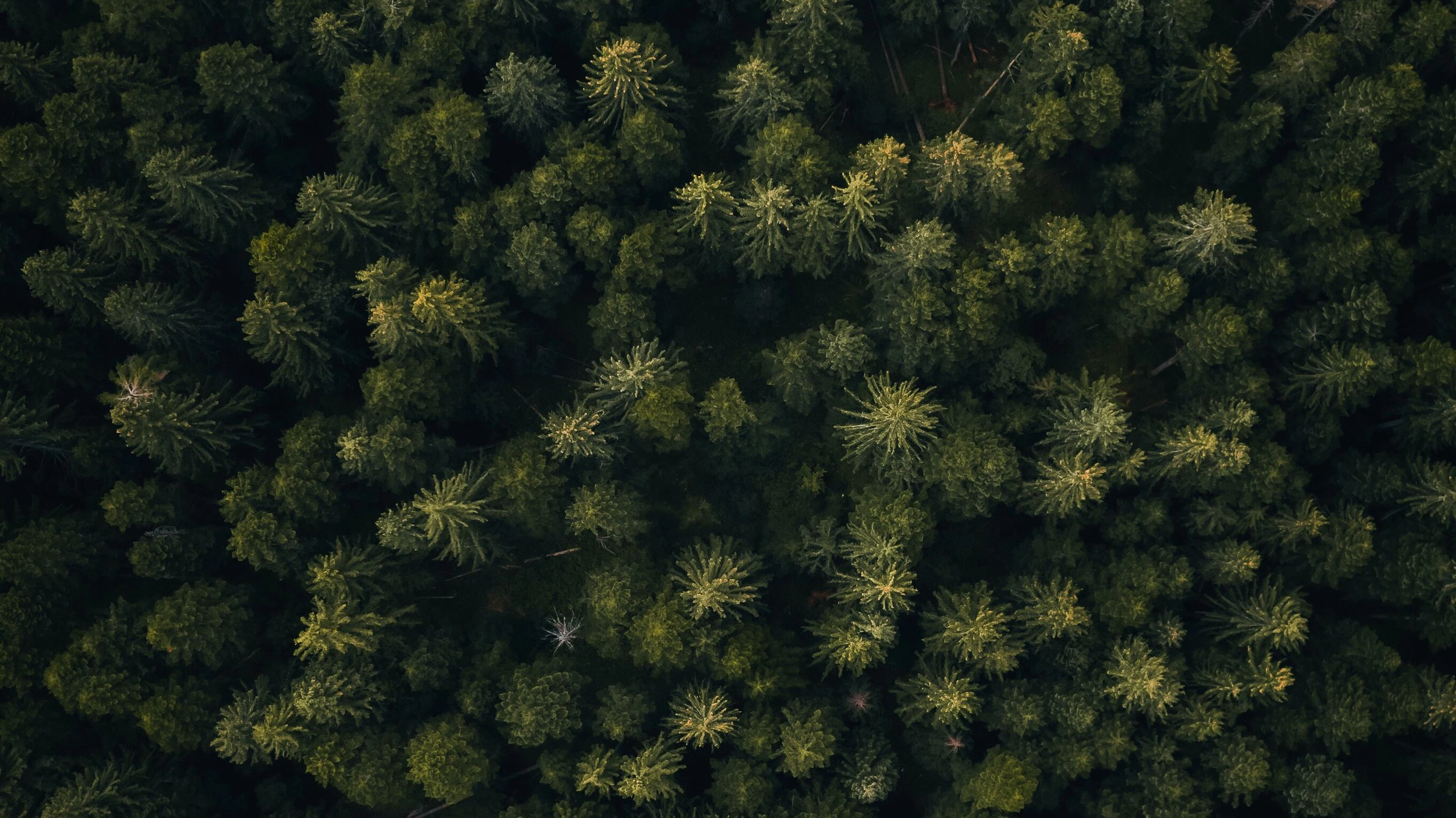 Dejan zakic 7 N9 Ee D Pi Ot Q unsplash