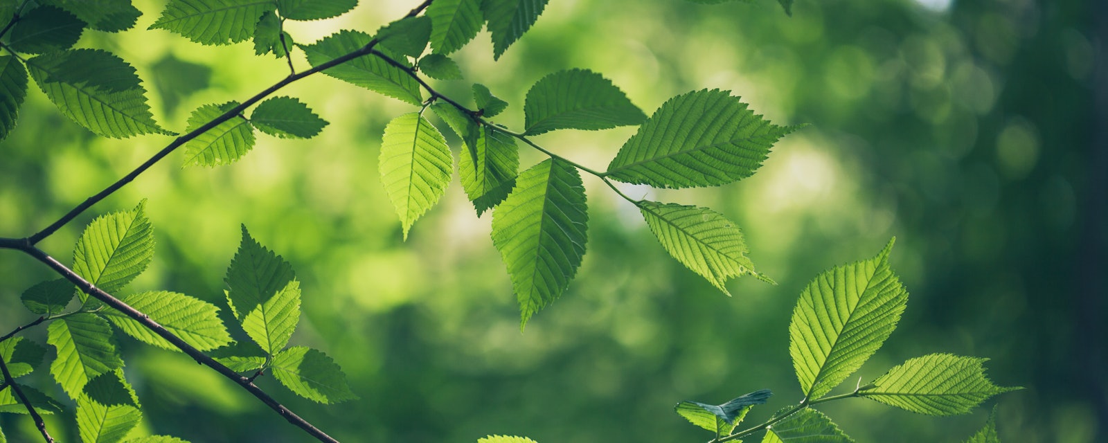 EcoVadis and Nomios Group