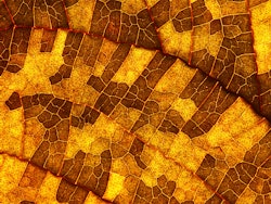 Microsoft Teams image 6 copy