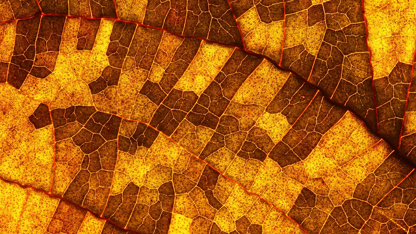 Microsoft Teams image 6 copy