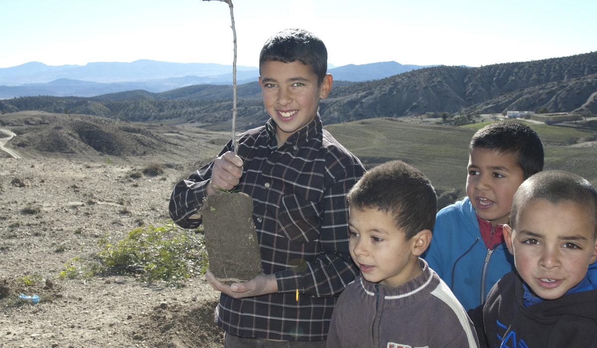 Planting trees riforest