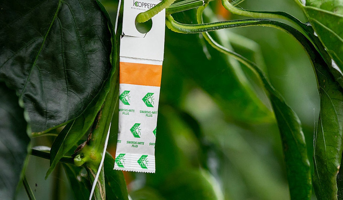 Csm Swirski Mite Koppert Biological Systems 6 2bb7ec17ee