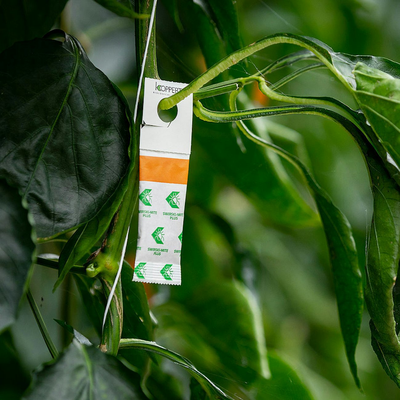 Csm Swirski Mite Koppert Biological Systems 6 2bb7ec17ee