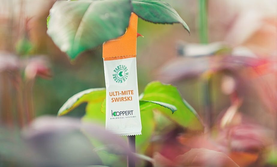 Csm Ulti mite rose 5 ad99065bf0