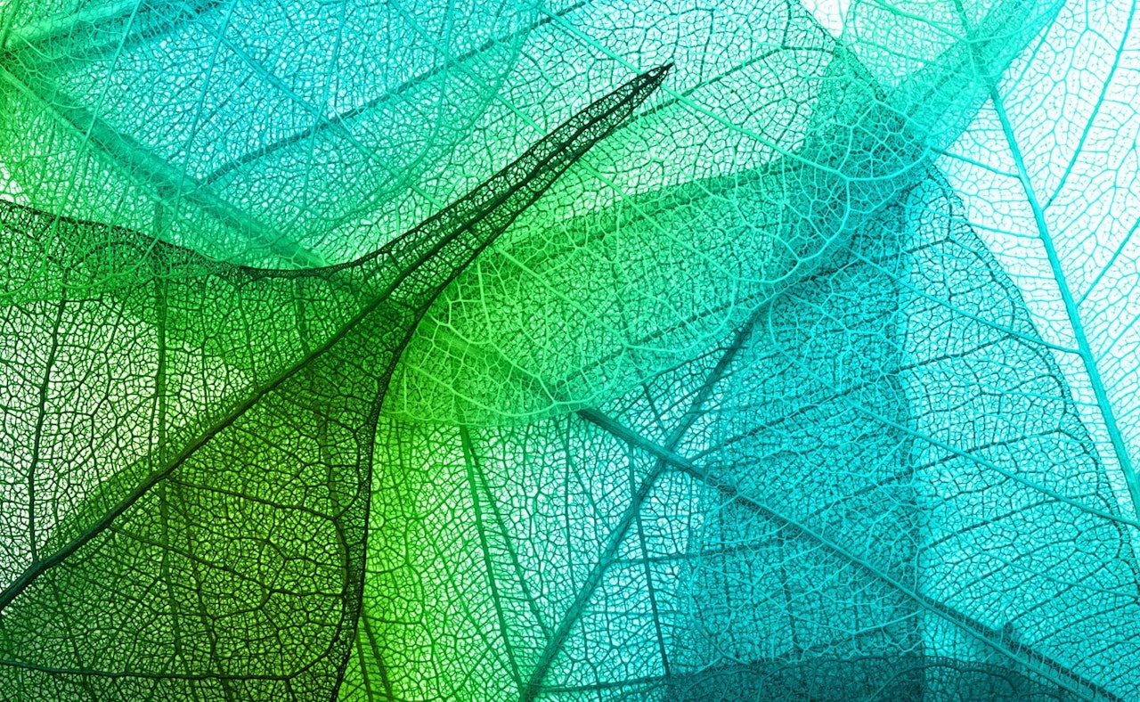 Colourful leaves macro