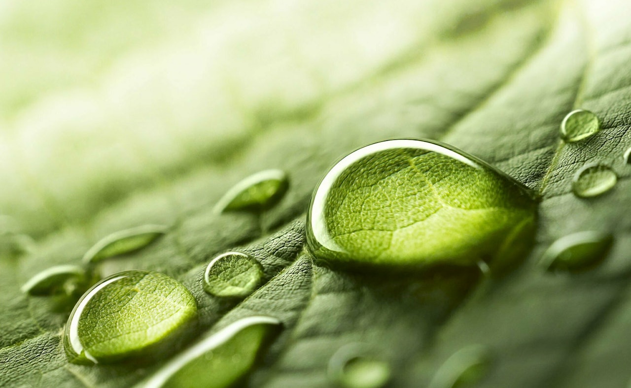 Drops on green leave
