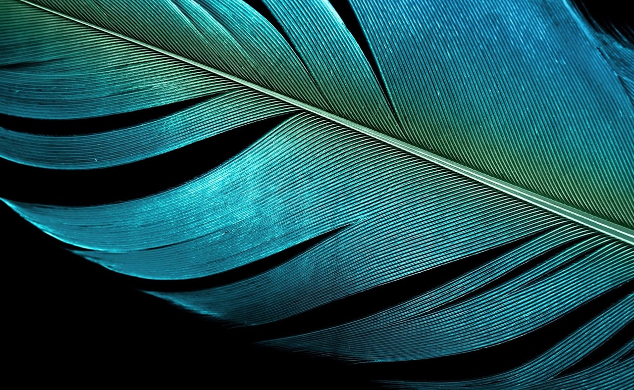 Feather macro