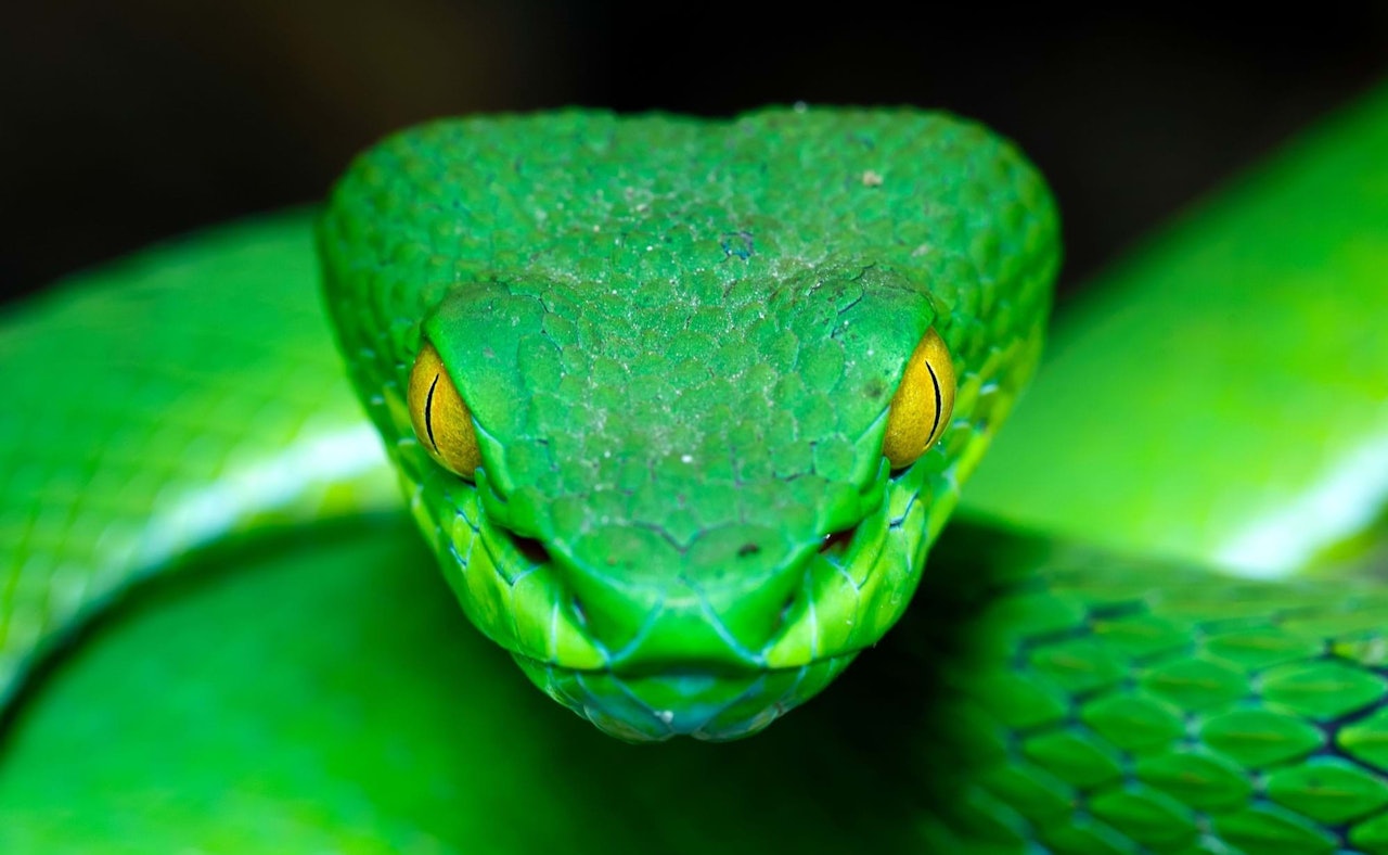 Green snake