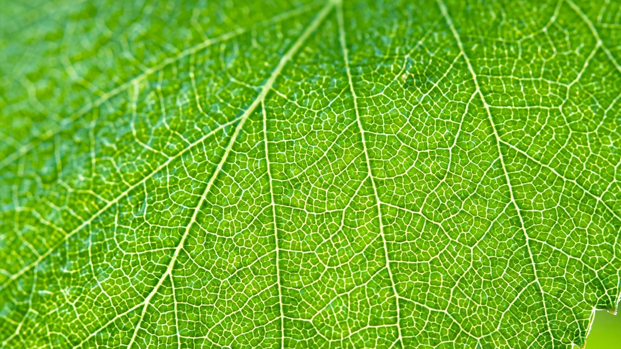 Leave green macro