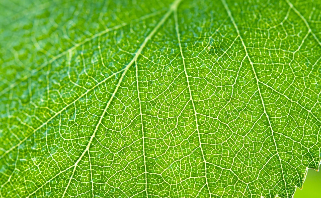 Leave green macro