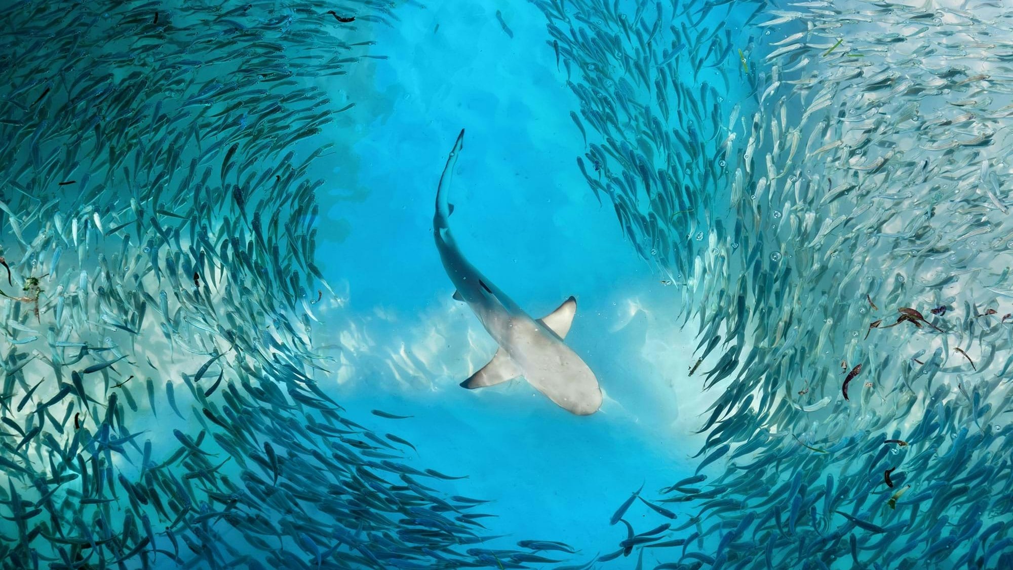 Shark fish school