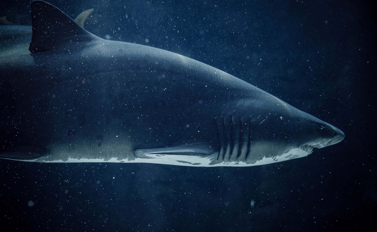 Shark threat
